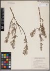 Foto von Salix candida Flüggé ex Willd.
